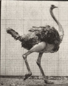 Plate 772 Ostrich walking — figure reference